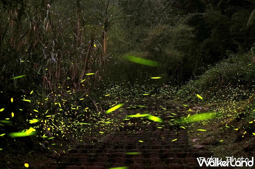 溪頭螢火蟲季即將登場-攝影林小六