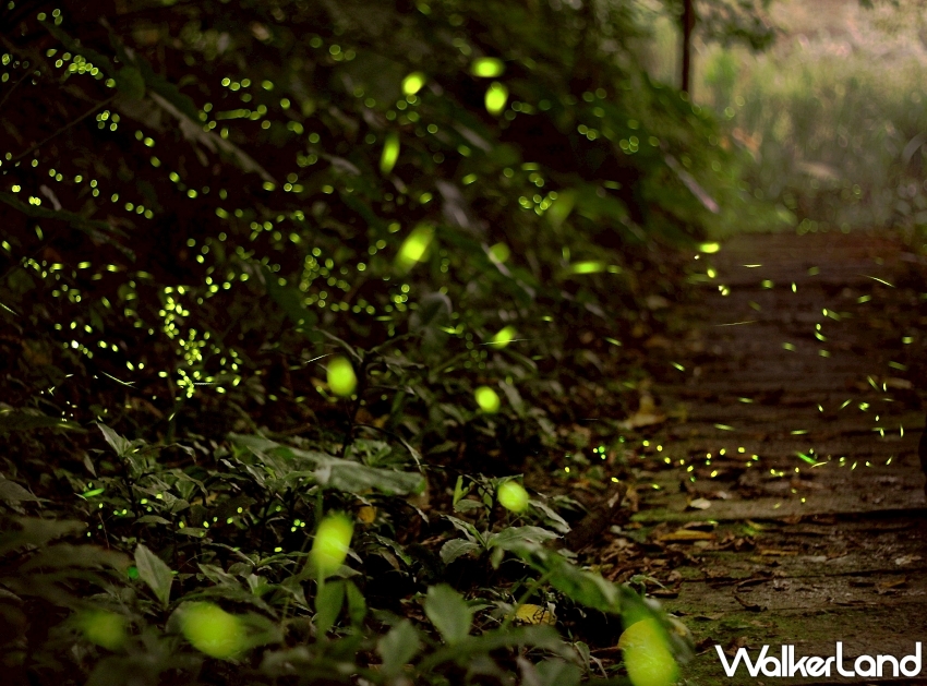 阿里山賓館鐵道賞螢活動！搭乘蒸汽火車探索神秘夜光之旅 親子同遊推薦。