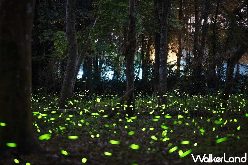 溪頭螢火蟲季即將登場-攝影劉志恆