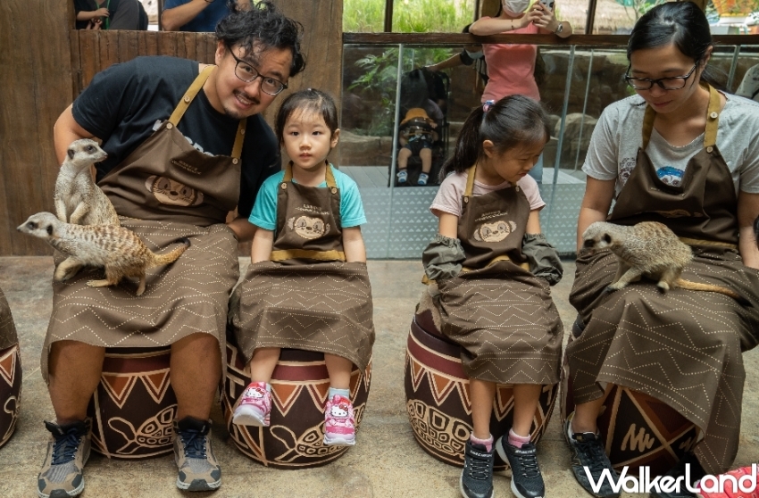 香港海洋公園看熊貓！香港海洋公園6大亮點 入園優惠，熊貓寶寶見面會必朝聖。