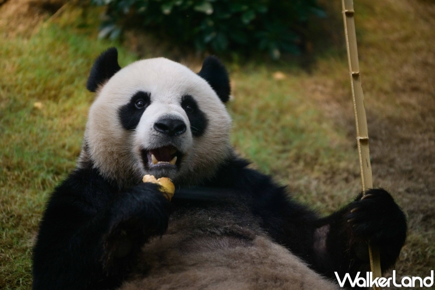 香港海洋公園看熊貓！香港海洋公園6大亮點 入園優惠，熊貓寶寶見面會必朝聖。