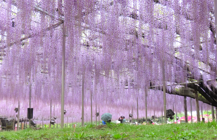 春天限定美景！栃木縣足利花卉公園紫藤花瀑布現已盛開，實拍無修圖分享夢幻花園。