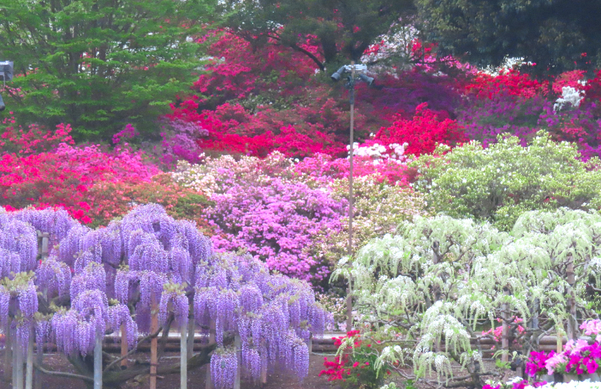 春天限定美景！栃木縣足利花卉公園紫藤花瀑布現已盛開，實拍無修圖分享夢幻花園。