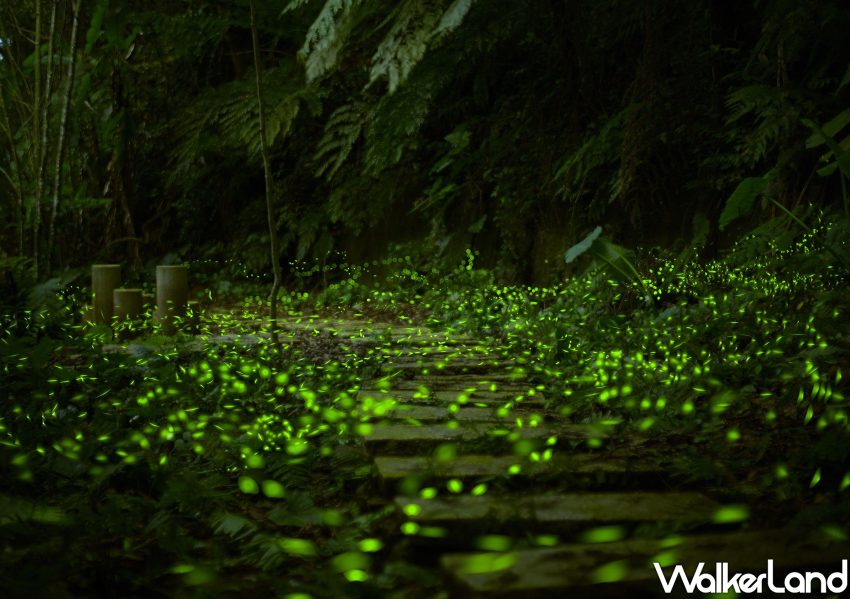 ▲新店碧潭和美山步道賞螢火蟲，搭捷運輕鬆到 / 新北觀旅局 提供、WalkerLand窩客島整理