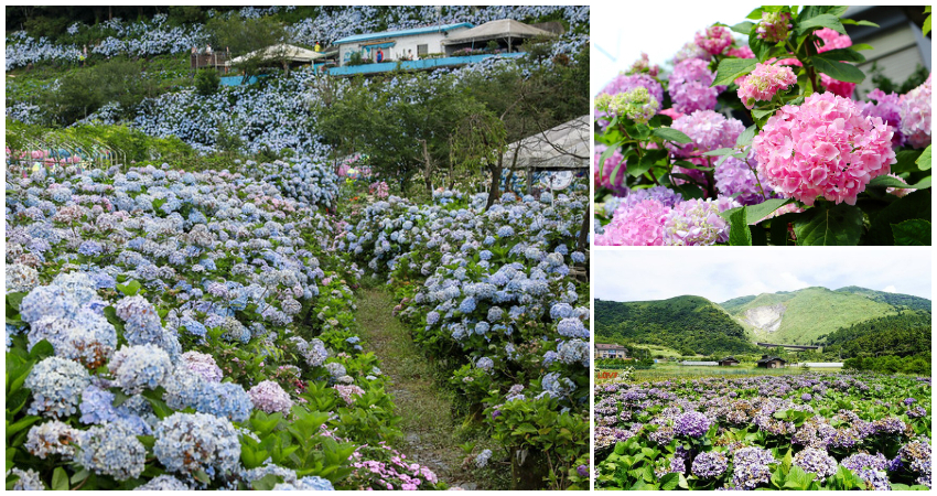 ▲台北繡球花、新北繡球花搶先看！全台最大繡球花海、陽明山竹子湖繡球花必拍 / WalkerLand窩客島整理