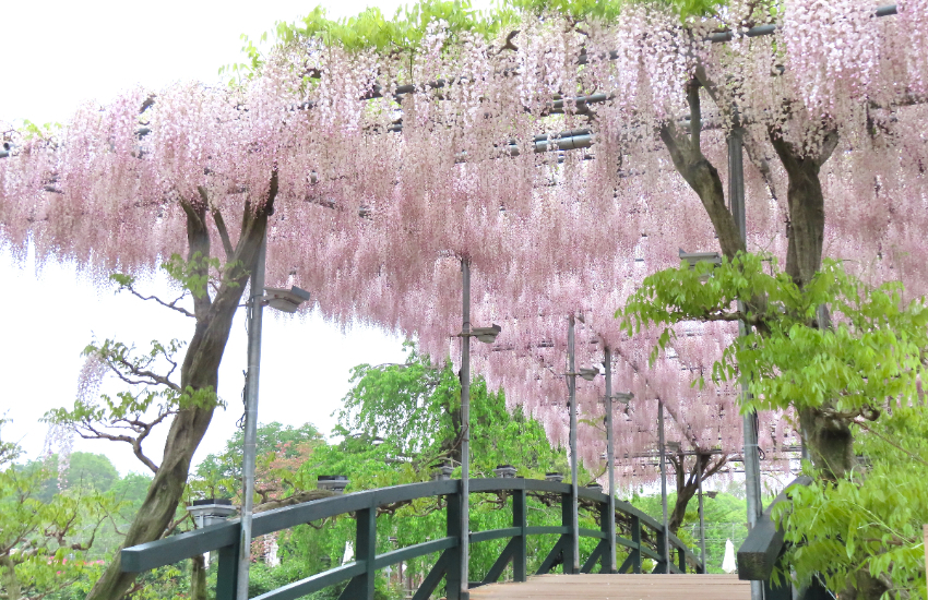 春天限定美景！栃木縣足利花卉公園紫藤花瀑布現已盛開，實拍無修圖分享夢幻花園。