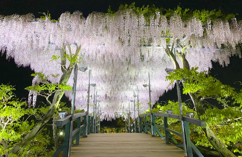 春天限定美景！栃木縣足利花卉公園紫藤花瀑布現已盛開，實拍無修圖分享夢幻花園。