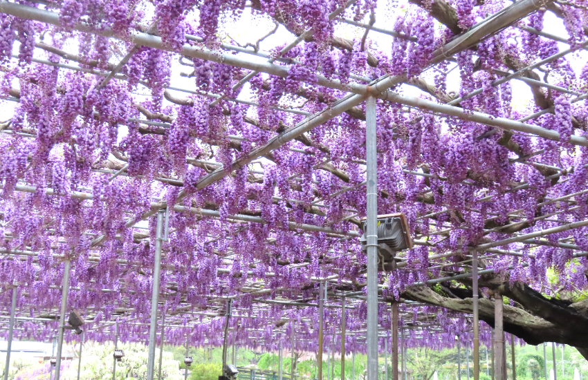 春天限定美景！栃木縣足利花卉公園紫藤花瀑布現已盛開，實拍無修圖分享夢幻花園。