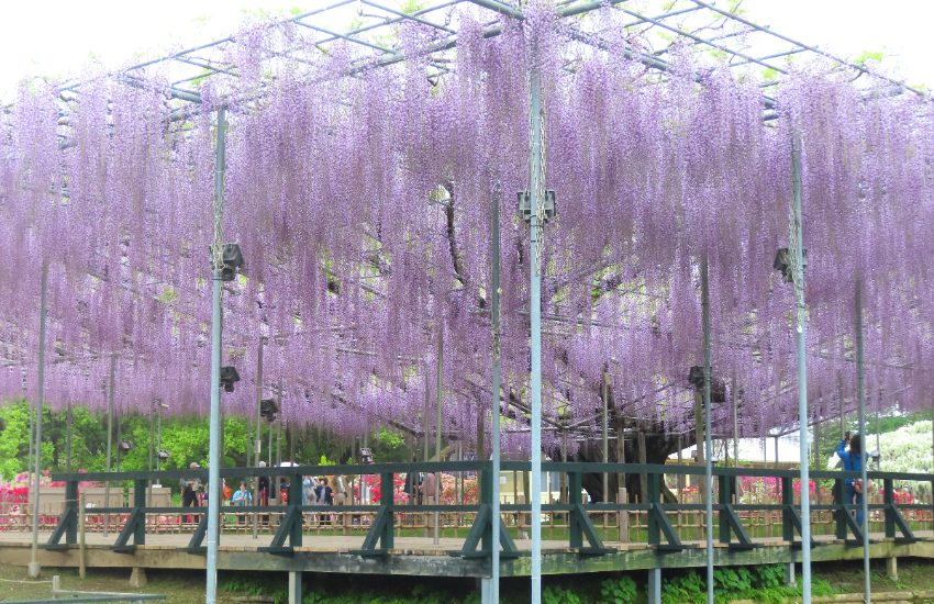 春天限定美景！栃木縣足利花卉公園紫藤花瀑布現已盛開，實拍無修圖分享夢幻花園。