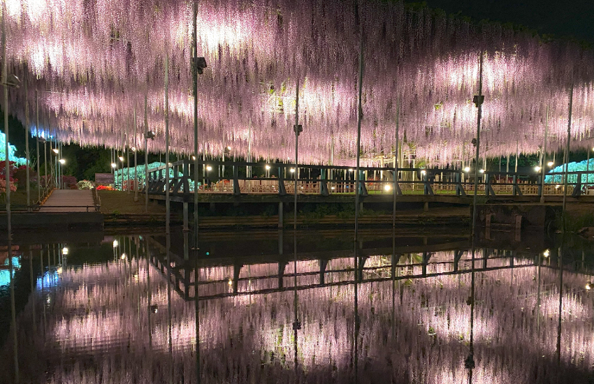 春天限定美景！栃木縣足利花卉公園紫藤花瀑布現已盛開，實拍無修圖分享夢幻花園。