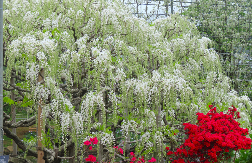春天限定美景！栃木縣足利花卉公園紫藤花瀑布現已盛開，實拍無修圖分享夢幻花園。