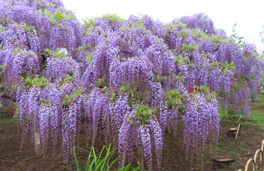 春天限定美景！栃木縣足利花卉公園紫藤花瀑布現已盛開，實拍無修圖分享夢幻花園。