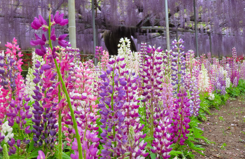 春天限定美景！栃木縣足利花卉公園紫藤花瀑布現已盛開，實拍無修圖分享夢幻花園。