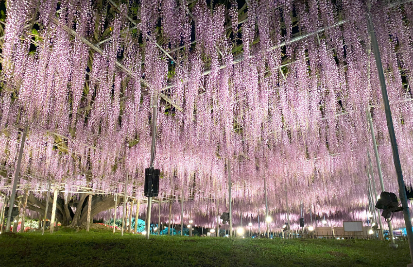 春天限定美景！栃木縣足利花卉公園紫藤花瀑布現已盛開，實拍無修圖分享夢幻花園。
