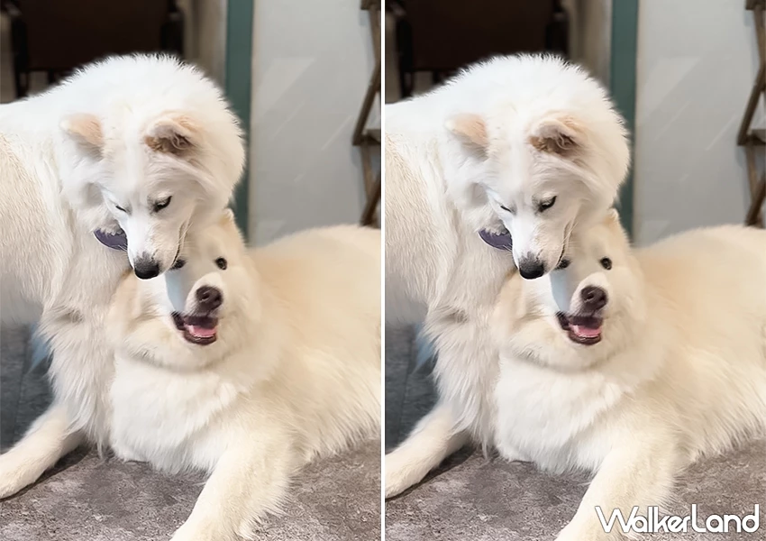 台北狗狗咖啡廳!璐尼咖啡 三重甜點推薦,巴斯克、提拉米蘇必吃。 台北狗狗咖啡廳!璐尼咖啡 三重甜點推薦,巴斯克、提拉米蘇必吃。