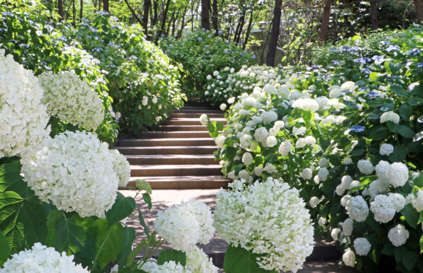 橫濱八景島海島樂園浪漫繡球花祭登場， 2萬花海齊開，神奈川縣內規模最大。