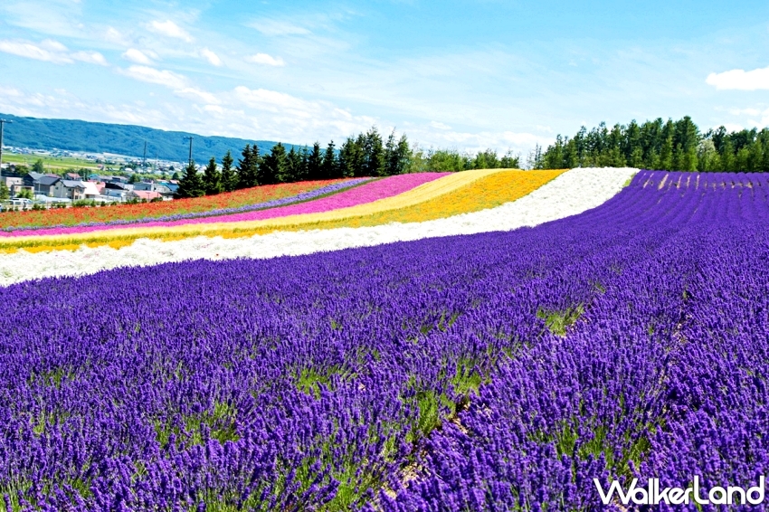 北海道5日團比機票便宜！濟州島五星度假只要11900元，易遊網限時優惠。