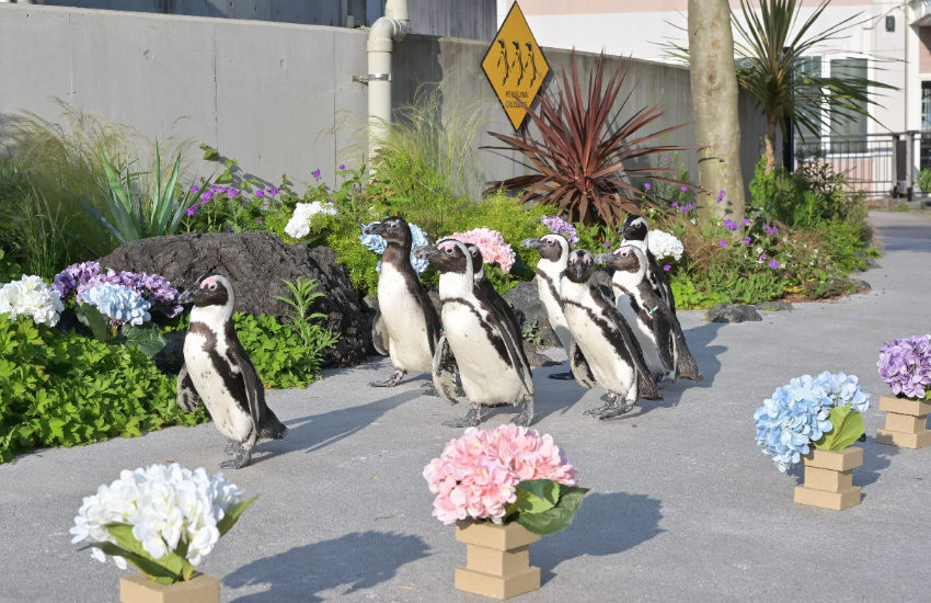 橫濱八景島海島樂園浪漫繡球花祭登場， 2萬花海齊開，神奈川縣內規模最大。