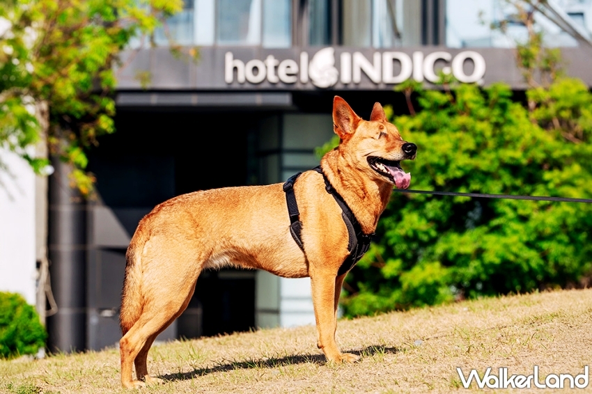 毛孩爽住高雄英迪格!入住送法國皇家濕糧,再加碼品牌大使徵選中。