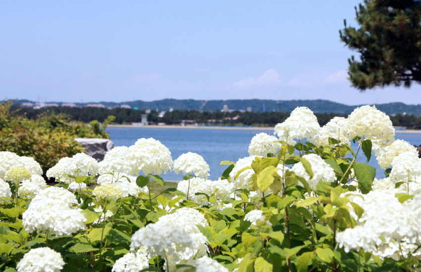 橫濱八景島海島樂園浪漫繡球花祭登場， 2萬花海齊開，神奈川縣內規模最大。