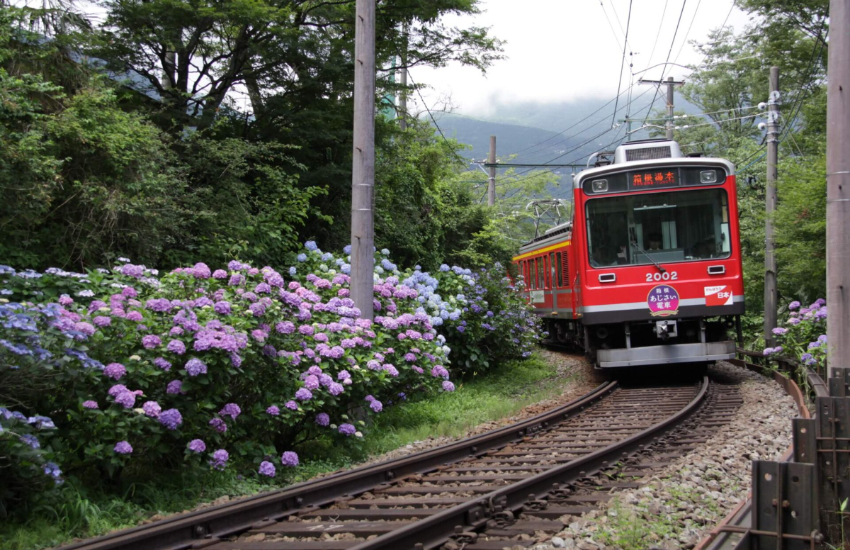 箱根繡球花電車夜景版比宮崎駿動畫更美，限定17天坐著火車穿越7000株花海仙境。
