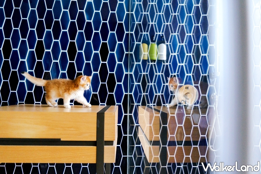 毛孩爽住高雄英迪格!入住送法國皇家濕糧,再加碼品牌大使徵選中。