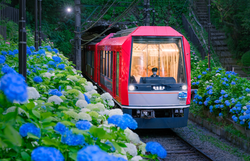 箱根繡球花電車夜景版比宮崎駿動畫更美,限定17天坐著火車穿越7000株花海仙境。