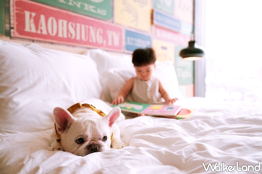 毛孩爽住高雄英迪格!入住送法國皇家濕糧,再加碼品牌大使徵選中。