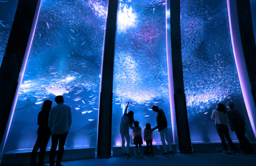 橫濱八景島海島樂園浪漫繡球花祭登場， 2萬花海齊開，神奈川縣內規模最大。