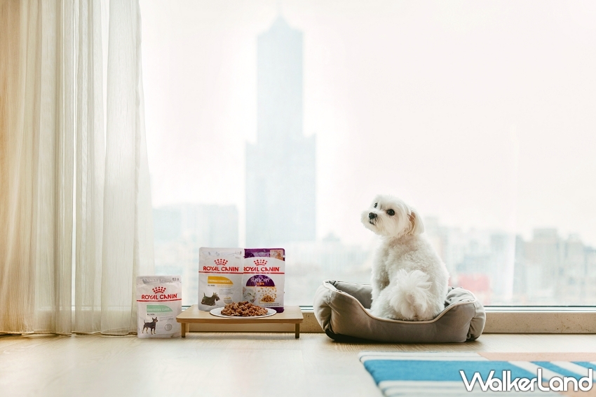 毛孩爽住高雄英迪格!入住送法國皇家濕糧,再加碼品牌大使徵選中。