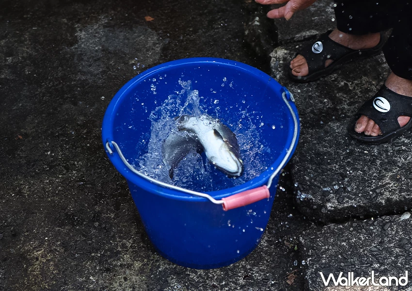 宜蘭釣魚餐廳推薦!苦花大王 現釣現吃的鮮魚料理、假日請先預約,新手也能上手。 宜蘭釣魚餐廳推薦!苦花大王 現釣現吃的鮮魚料理、假日請先預約,新手也能上手。
