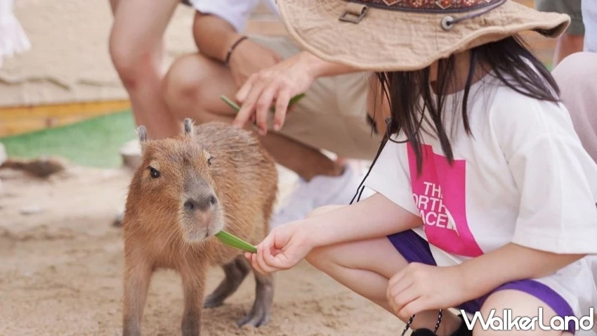 晶泉丰旅推出「深秋、野趣拾光」住房專案！深入北投與礁溪在地秘境，體驗從產地到餐桌的農事實作與超萌動物療癒行程。