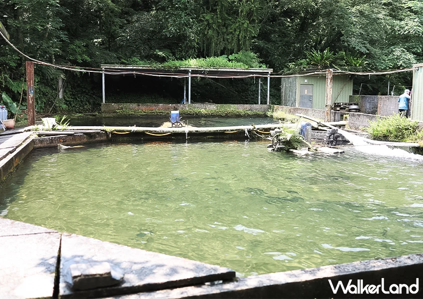 宜蘭釣魚餐廳推薦！苦花大王 現釣現吃的鮮魚料理、假日請先預約，新手也能上手。