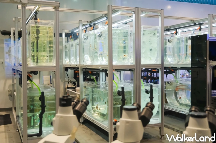 新加坡聖淘沙名勝世界5大必玩亮點!海洋生態館水母缸、餵魟魚,新加坡新飯店、新商場加碼推薦。 新加坡聖淘沙名勝世界5大必玩亮點!海洋生態館水母缸、餵魟魚,新加坡新飯店、新商場加碼推薦。