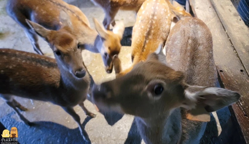 暑假來臨父母的惡夢!新北金山親子一日遊，在地美食、景點清單必收藏。