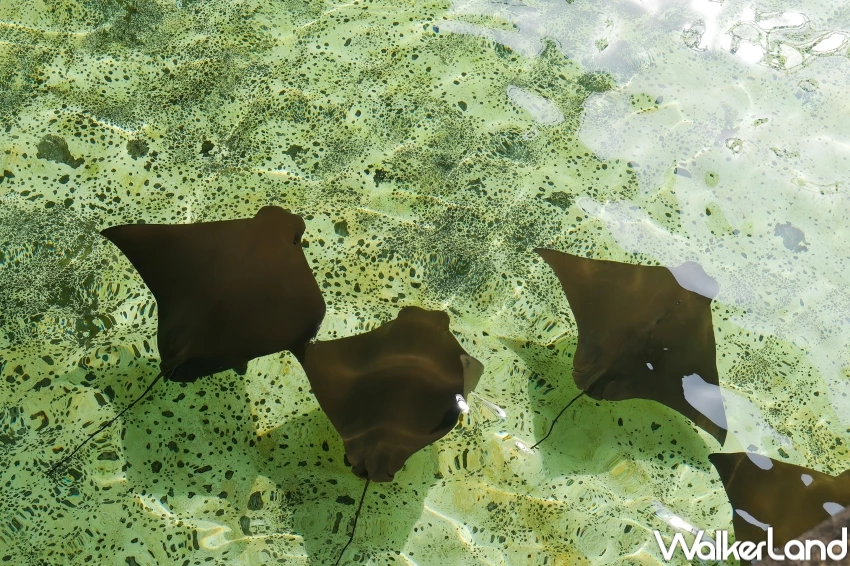 新加坡聖淘沙名勝世界5大必玩亮點!海洋生態館水母缸、餵魟魚,新加坡新飯店、新商場加碼推薦。 新加坡聖淘沙名勝世界5大必玩亮點!海洋生態館水母缸、餵魟魚,新加坡新飯店、新商場加碼推薦。