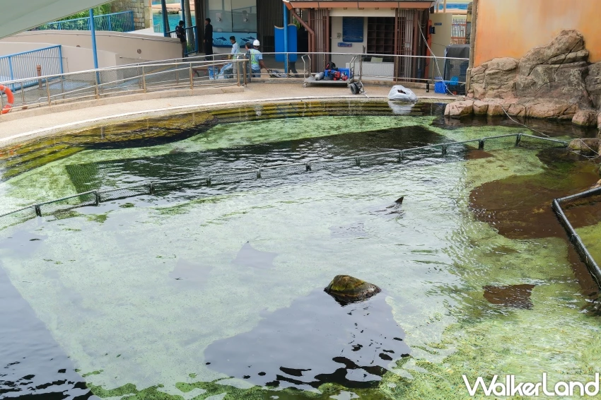 新加坡聖淘沙名勝世界5大必玩亮點!海洋生態館水母缸、餵魟魚,新加坡新飯店、新商場加碼推薦。 新加坡聖淘沙名勝世界5大必玩亮點!海洋生態館水母缸、餵魟魚,新加坡新飯店、新商場加碼推薦。