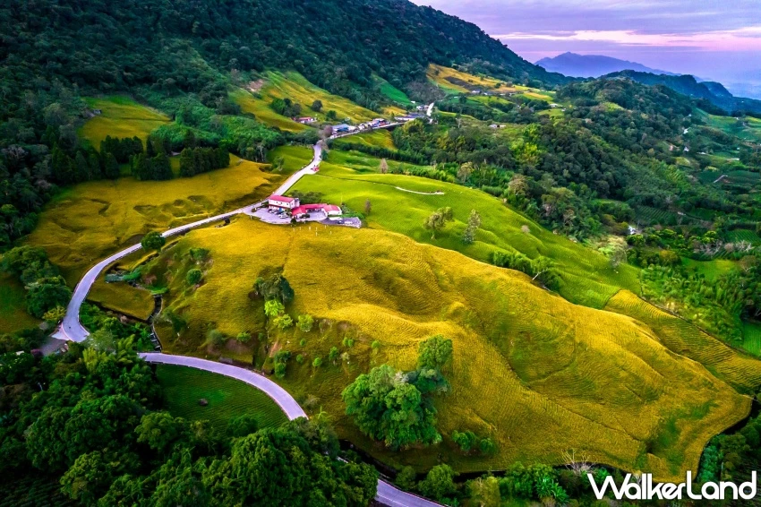 2025花蓮金針花季開跑!六十石山、赤科山看金色花海,玉里、富里順遊。圖為赤科山。 / 花蓮縣政府 提供、WalkerLand窩客島整理 2025花蓮金針花季開跑!六十石山、赤科山看金色花海,玉里、富里順遊。圖為赤科山。 / 花蓮縣政府 提供、WalkerLand窩客島整理