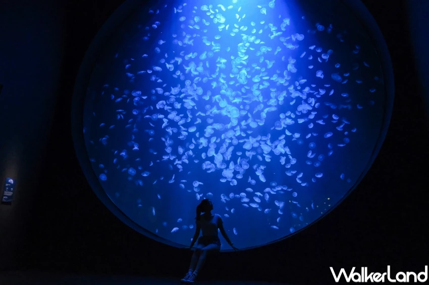 新加坡聖淘沙名勝世界5大必玩亮點!海洋生態館水母缸、餵魟魚,新加坡新飯店、新商場加碼推薦。 新加坡聖淘沙名勝世界5大必玩亮點!海洋生態館水母缸、餵魟魚,新加坡新飯店、新商場加碼推薦。