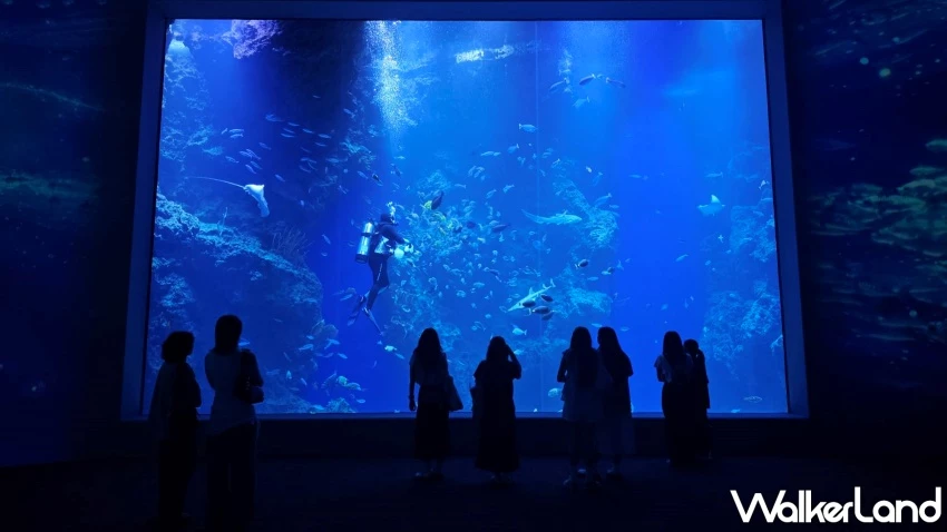 台中海洋館試營運！8大展區參觀路線公開，2小時沉浸式體驗海洋世界。