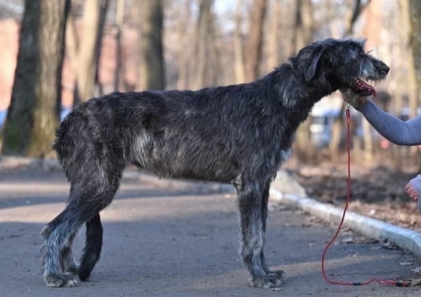 東京狗狗咖啡廳！犬席屋 18隻大狗狗、薩摩耶、大白熊犬都有，插旗東京表參道。