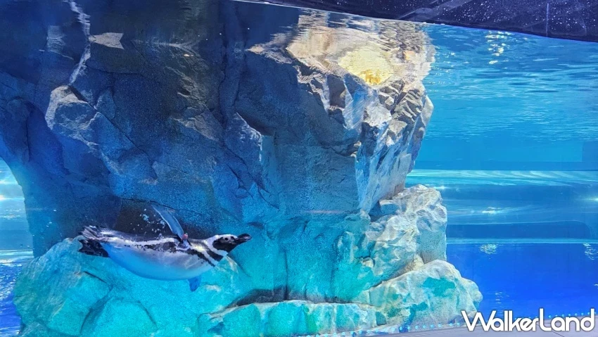 台中海洋館順遊推薦!梧棲漁港啖海鮮、高美濕地看美景,享受吹海風的一天。 / 編輯 沈若瑄 攝影 台中海洋館順遊推薦!梧棲漁港啖海鮮、高美濕地看美景,享受吹海風的一天。 / 編輯 沈若瑄 攝影