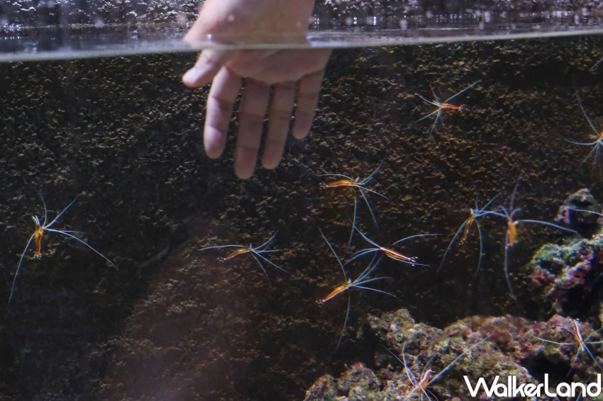 新加坡聖淘沙名勝世界5大必玩亮點!海洋生態館水母缸、餵魟魚,新加坡新飯店、新商場加碼推薦。 新加坡聖淘沙名勝世界5大必玩亮點!海洋生態館水母缸、餵魟魚,新加坡新飯店、新商場加碼推薦。