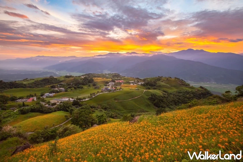 2025花蓮金針花季開跑!六十石山、赤科山看金色花海,玉里、富里順遊。 / 花蓮縣政府 提供、WalkerLand窩客島整理 2025花蓮金針花季開跑!六十石山、赤科山看金色花海,玉里、富里順遊。 / 花蓮縣政府 提供、WalkerLand窩客島整理