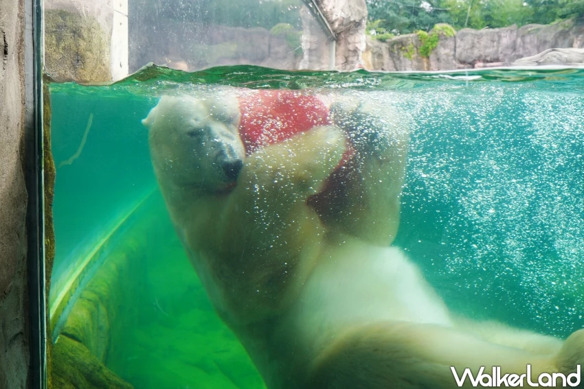 親子首選仙台景點!八木山動物園猛獸、北極熊一次看,近距離互動可愛小動物,票價超佛心。