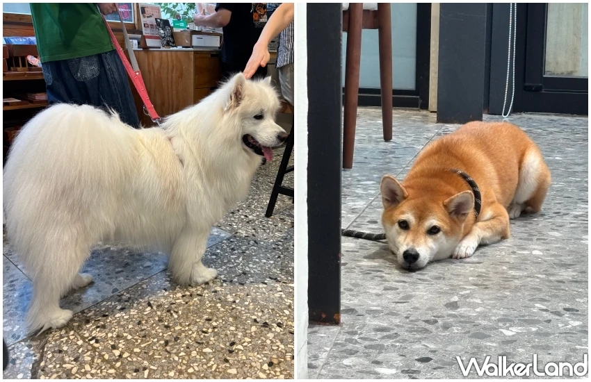 台中國美館咖啡廳推薦！Ritrovare coffee PLUS 尋品·旬品咖啡 精選全球精品咖啡，寵物友善咖啡廳。