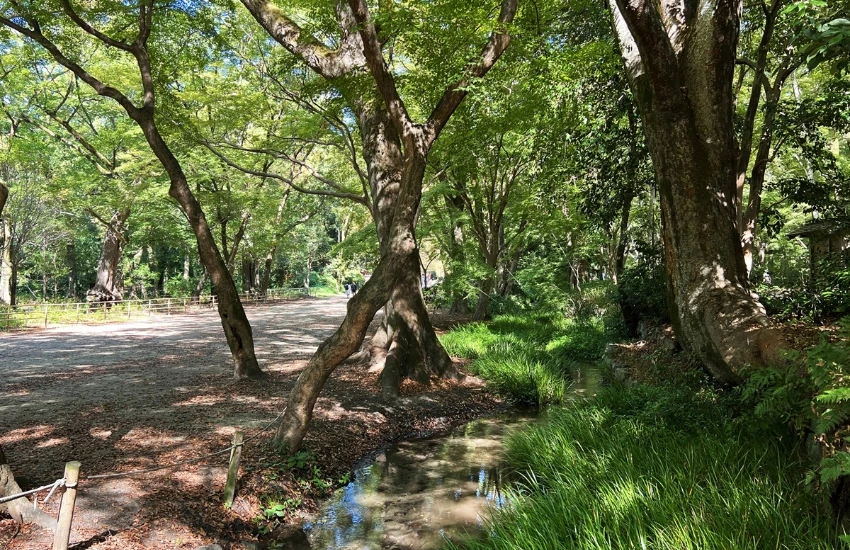 屬於京都人的降溫美學，距離河原町15分鐘車程，走訪京都上古森林「糺之森」，連結下鴨神社與河合神社的參拜散策。