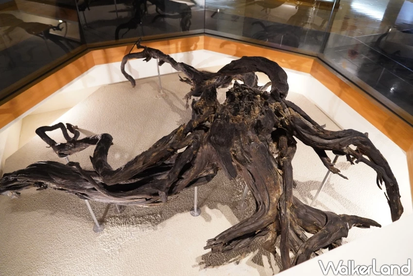 穿越2萬年的仙景景點！地底之森博物館 揭開冰河時期森林記憶，直擊石器時代遺跡。