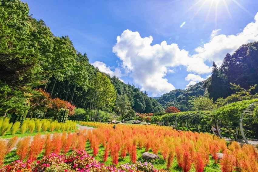南投杉林溪也有波波草！轉紅一路美到11月，限定住宿優惠到杉林溪避暑。