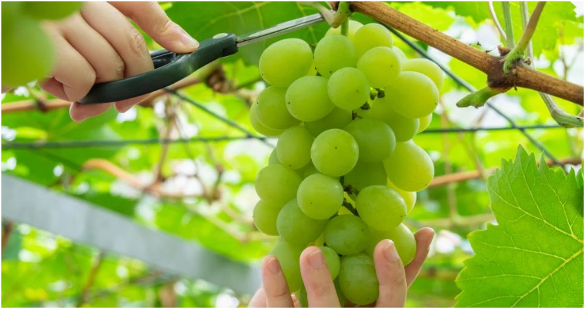 岡山三大藝術季登場，搭台灣虎航直飛超划算。